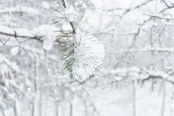 Vinter Stadspark Träd Och Grenar Närbild Snö Snöstorm Och Snöfall — Stockfoto