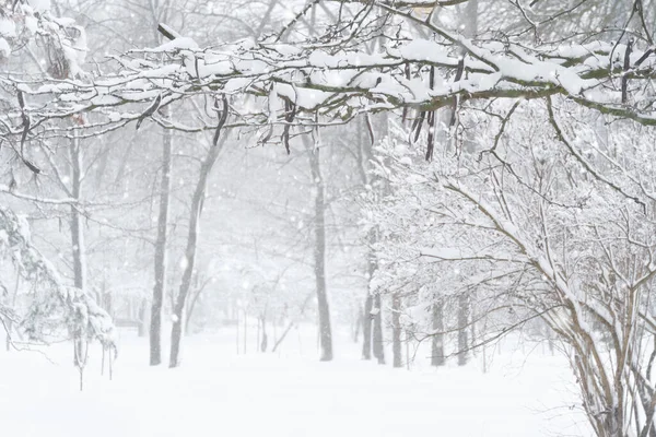 Parc Ville Hiver Arbres Branches Dans Neige Blizzard Chutes Neige — Photo