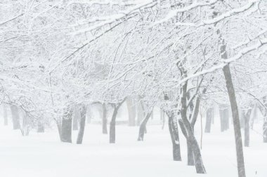 Kış kenti parkı, ağaçlar ve dallar karda, kar fırtınasında ve kar yağışında birbirine yakın.
