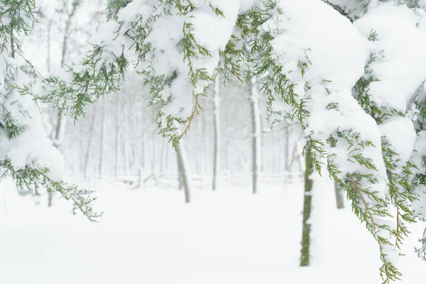 Winterstadtpark Bäume Und Äste Nahaufnahme Schnee Schneesturm Und Schneefall — Stockfoto