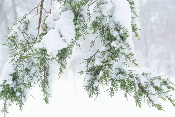 冬の都市公園や木々や枝が雪や吹雪や雪に覆われ — ストック写真