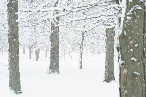 Χειμερινό Πάρκο Της Πόλης Δέντρα Και Κλαδιά Κοντά Στο Χιόνι — Φωτογραφία Αρχείου