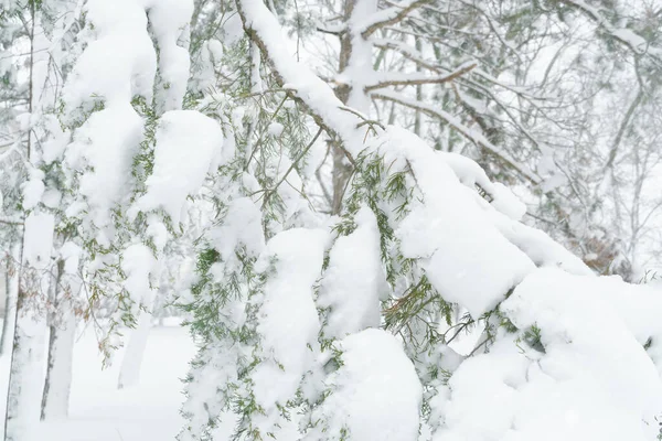 Vinter Stadspark Träd Och Grenar Närbild Snö Snöstorm Och Snöfall — Stockfoto