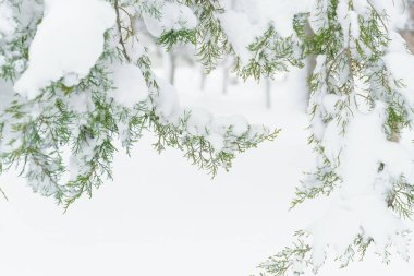 Kış kenti parkı, ağaçlar ve dallar karda, kar fırtınasında ve kar yağışında birbirine yakın.