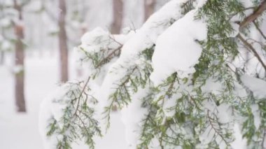 Kış kenti parkı, ağaçlar ve dallar karlar ve karlar altında kapanıyor.