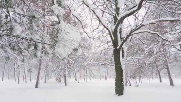 Winter Stadspark Bomen Takken Close Sneeuw Sneeuw — Stockvideo