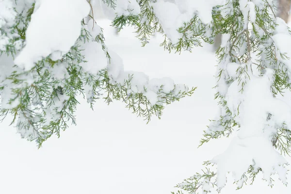 冬城公园 树木和树枝在雪地里密密麻麻 暴风雪和降雪 — 图库照片