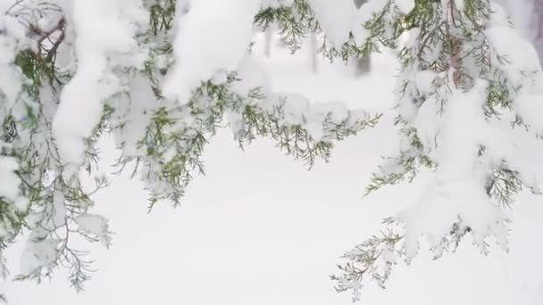 Winter Stadspark Bomen Takken Close Sneeuw Sneeuw — Stockvideo