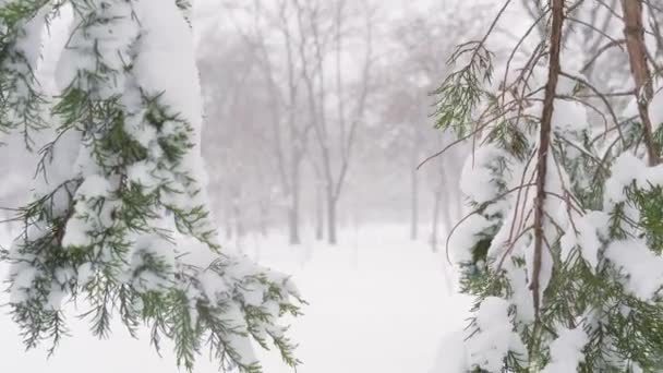 Parco Cittadino Invernale Alberi Rami Primo Piano Tra Neve Nevicate — Video Stock