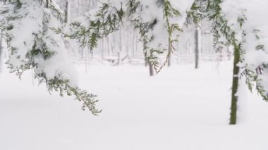 Kış kenti parkı, ağaçlar ve dallar karlar ve karlar altında kapanıyor.