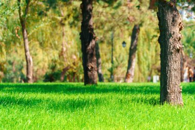 Şehir parkı bir yaz günü, çimenli ve ağaçlı yeşil çimenler, parlak güneş ışığı ve gölgeler