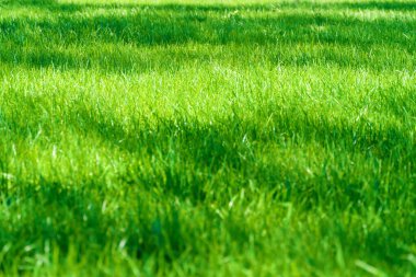 Güneşli bir günde, şehir parkında parlak yeşil çimen arka planda, çimlerde ağaç gölgeleri