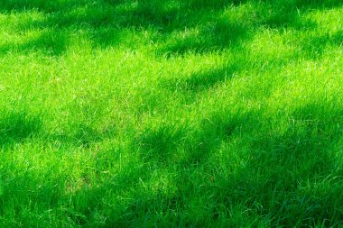 Güneşli bir günde, şehir parkında parlak yeşil çimen arka planda, çimlerde ağaç gölgeleri