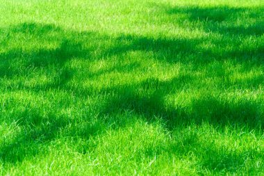 Güneşli bir günde, şehir parkında parlak yeşil çimen arka planda, çimlerde ağaç gölgeleri