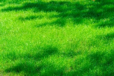 Güneşli bir günde, şehir parkında parlak yeşil çimen arka planda, çimlerde ağaç gölgeleri