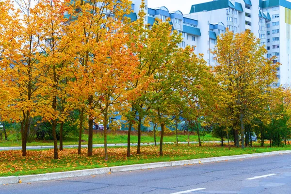 autumn in the city, trees with yellow leaves, roads and houses