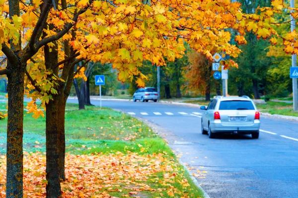 autumn in the city, trees with yellow leaves, roads and houses