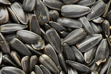 ayçekirdeği arkaplanı, kavrulmuş çekirdeklerin yakın çekimi