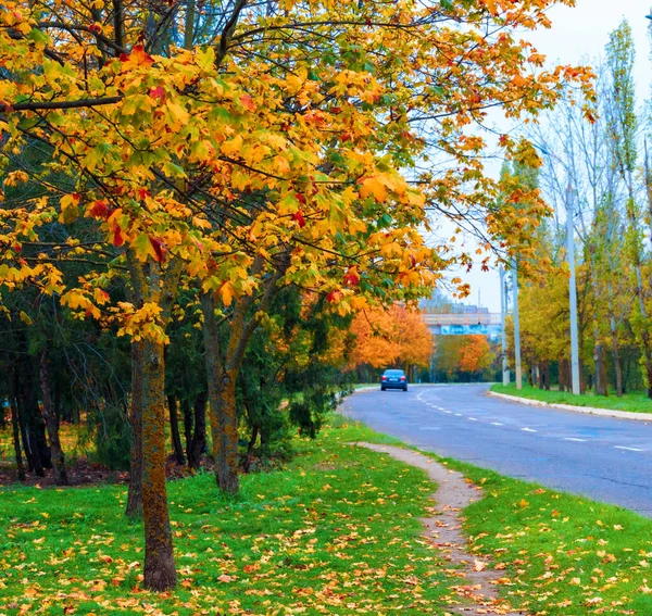 autumn in the city, trees with yellow leaves, roads and houses