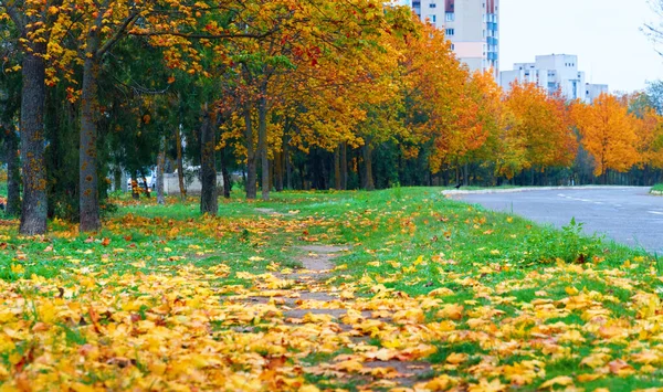 autumn in the city, trees with yellow leaves, roads and houses