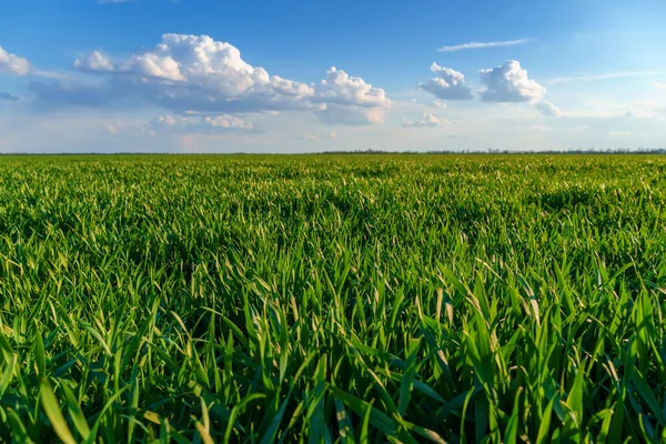 Agricultural Field Young Sprouts Blue Sky Clouds Beautiful Spring Landscape — Stock Photo, Image