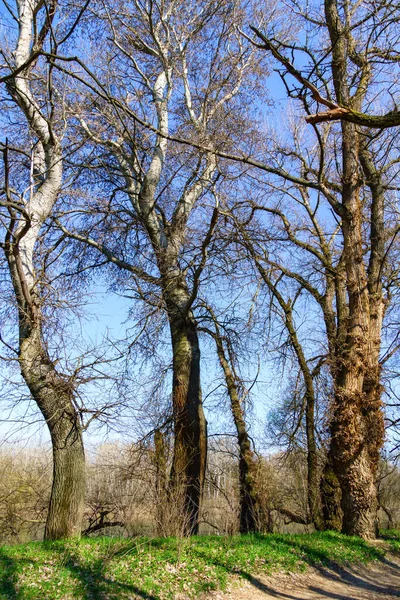 Schöne Frühlingslandschaft Wald Und Pfad Einem Sonnigen Tag — Stockfoto