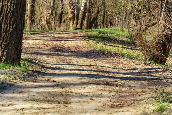 Beau Paysage Printanier Forêt Sentier Par Une Journée Ensoleillée — Photo