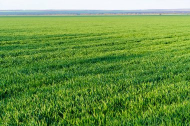 Genç filizleri olan tarımsal tarlalar ve bulutlu mavi bir gökyüzü - güzel bir bahar manzarası