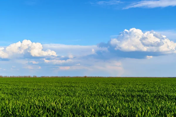 Campo Agrícola Com Brotos Jovens Céu Azul Com Nuvens Uma — Fotografia de Stock