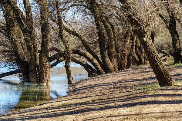 Prachtig Lentelandschap Bos Rivier Een Zonnige Dag — Stockfoto