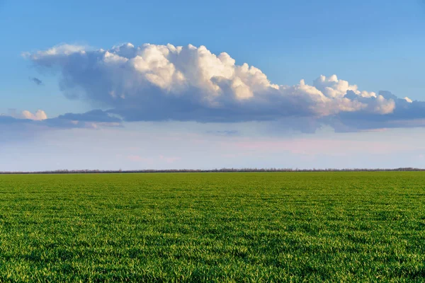 Campo Agricolo Con Giovani Germogli Cielo Blu Con Nuvole Bellissimo — Foto Stock