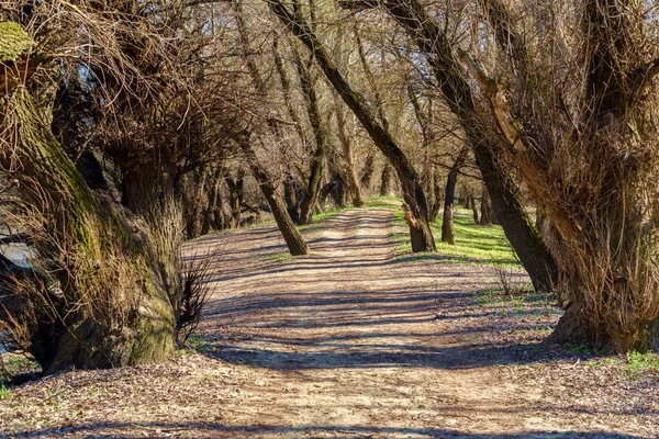 Beau Paysage Printanier Forêt Sentier Par Une Journée Ensoleillée — Photo