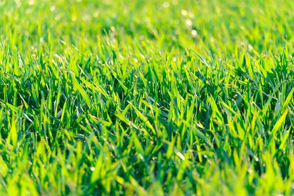 Campo Agricolo Con Giovani Germogli Cielo Blu Con Nuvole Bellissimo — Foto Stock