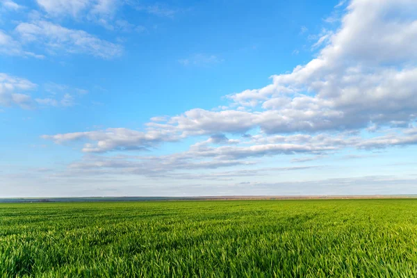 Agricultural Field Young Sprouts Blue Sky Clouds Beautiful Spring Landscape — Stock Photo, Image