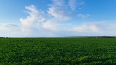 Genç bir buğday tarlası, arpa, çavdar. Genç, yeşil buğday filizleri. Tarım arazisi.