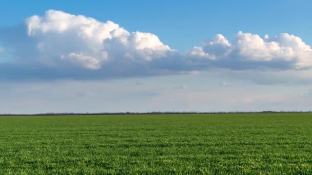 Genç Bir Buğday Tarlası Arpa Çavdar Genç Yeşil Buğday Filizleri — Stok video