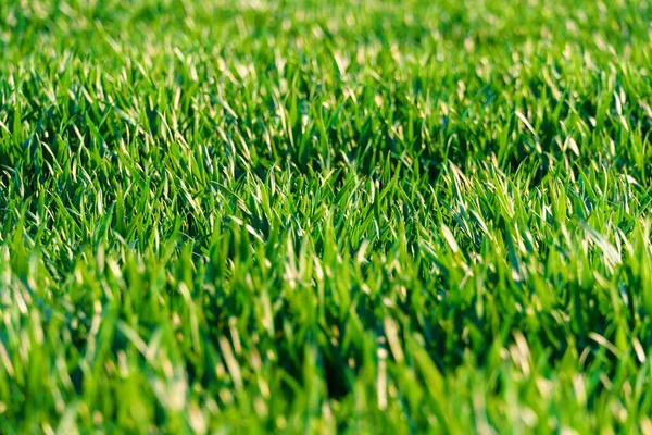 Agricultural Field Young Sprouts Blue Sky Clouds Beautiful Spring Landscape — Stock Photo, Image