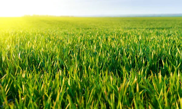 Mezőgazdasági Terület Fiatal Csírákkal Kék Felhőkkel Gyönyörű Tavaszi Táj — Stock Fotó