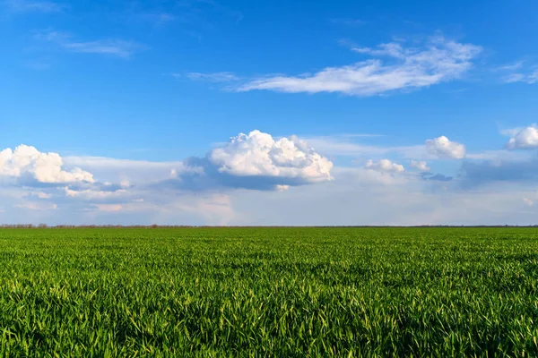 Agricultural Field Young Sprouts Blue Sky Clouds Beautiful Spring Landscape — Stock Photo, Image