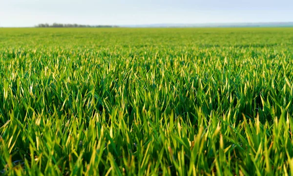 Campo Agricolo Con Giovani Germogli Cielo Blu Con Nuvole Bellissimo — Foto Stock