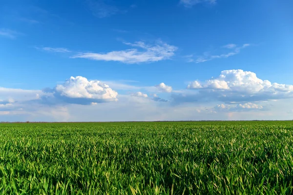 Agricultural Field Young Sprouts Blue Sky Clouds Beautiful Spring Landscape — Stock Photo, Image