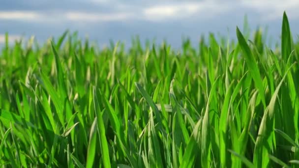 Campo Trigo Joven Cebada Centeno Brotes Trigo Verde Joven Cultivos — Vídeos de Stock