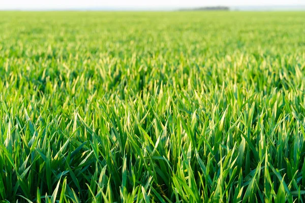 Mezőgazdasági Terület Fiatal Csírákkal Kék Felhőkkel Gyönyörű Tavaszi Táj — Stock Fotó