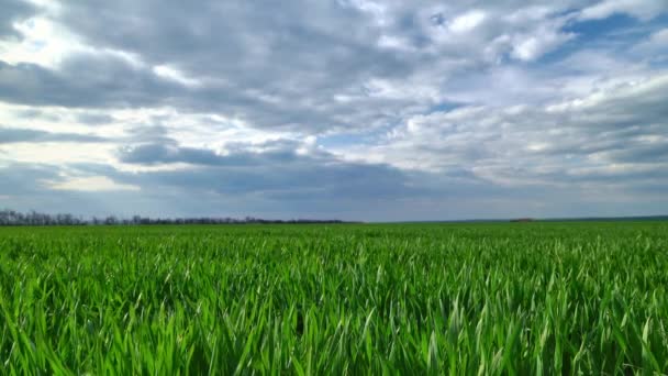 Campo Trigo Joven Cebada Centeno Brotes Trigo Verde Joven Cultivos — Vídeo de stock