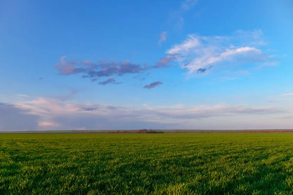 Åkrar Med Unga Groddar Och Blå Himmel Med Moln Ett — Stockfoto