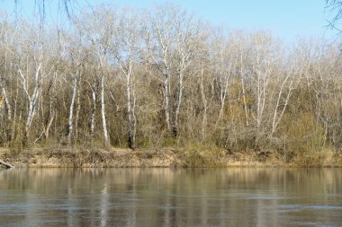 Güzel bahar manzarası - açık güneşli bir günde orman ve nehir