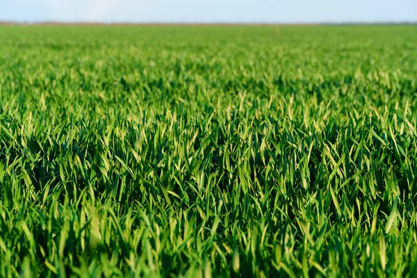 Campo Agricolo Con Giovani Germogli Cielo Blu Con Nuvole Bellissimo — Foto Stock