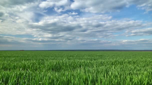 Campo Trigo Jovem Cevada Centeio Jovens Brotos Trigo Verde Culturas — Vídeo de Stock