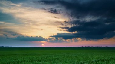Genç bir buğday tarlası, arpa, çavdar. Genç, yeşil buğday filizleri. Tarım arazisi.