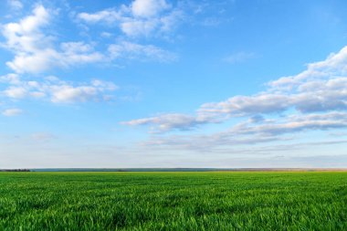 Genç filizleri olan tarımsal tarlalar ve bulutlu mavi bir gökyüzü - güzel bir bahar manzarası